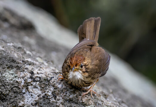 Wet Little Bird Perched on a Rock in the Wild.