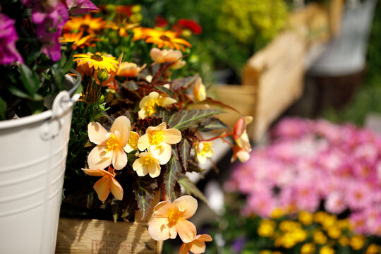 Outdoor Flower Garden Display with Potted Plants and Blooming Spring Flowers
