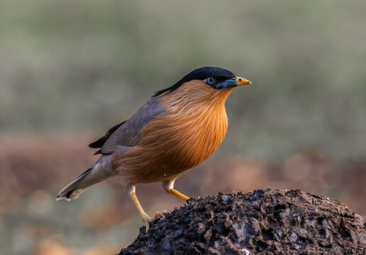 Close-up of a Brahminy Starling (Temenuchus pagodarum) perched on a mound with its yellow beak.