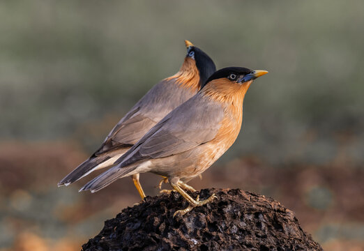 Close-up of a Brahminy Starling (Temenuchus pagodarum) perched on a mound with its yellow beak.