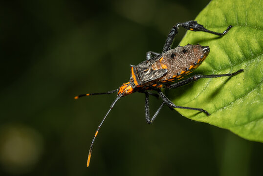 Macro shot of a Leaf-footed Bug nymph (Coreidae) on a green leaf.