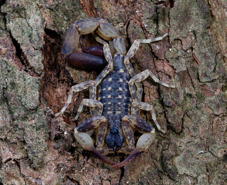 Close-up of a marbled scorpion camouflaging on a textured tree trunk.