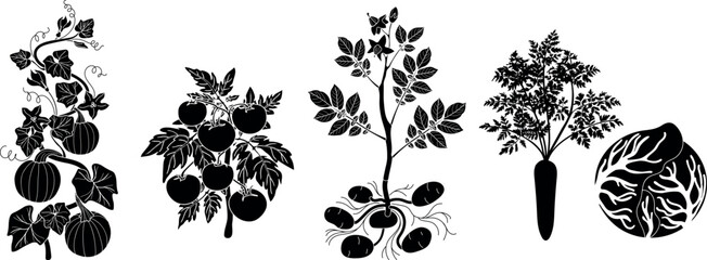 Naklejka premium Black silhouette vegetable set with pumpkin, tomato, potato, carrot and cabbage vector illustration