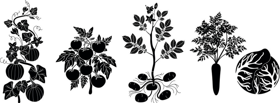 Black silhouette vegetable set with pumpkin, tomato, potato, carrot and cabbage vector illustration