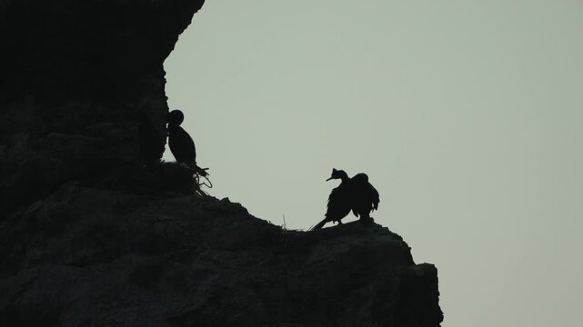 Seabirds cormorants silhouette, two dark birds preening on a high cliff face against a dramatic misty sky.