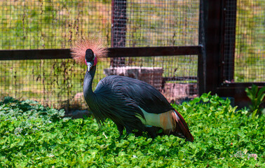 Fototapeta premium Crowned crane forages among dense green foliage near wire fence