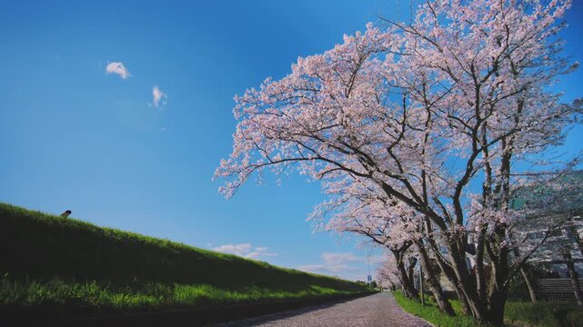 4K スローモーション　日本の春の風景、多摩川沿いの美しい桜並木と桜吹雪