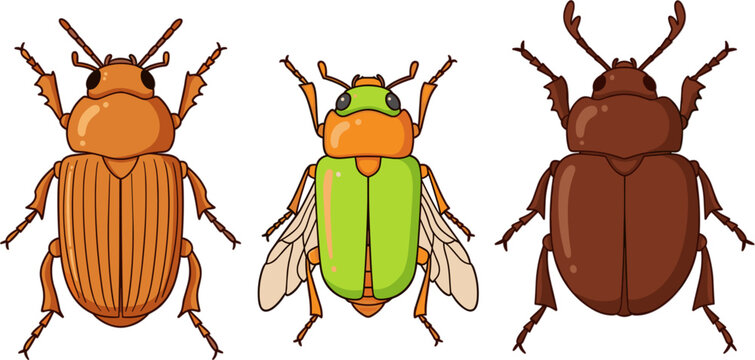 Beetle Insect Collection Illustration with Detailed Bug Species for Entomology, Nature Education, Scientific Study, Wildlife Design, and Biological Classification Concepts