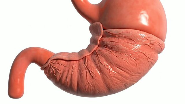 Medical Animation Stomach Filling with Food