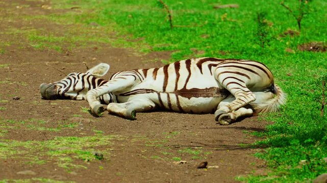 A zebra lies on the road and rests, wagging its tail