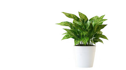 Fototapeta premium Potted green plant on white background