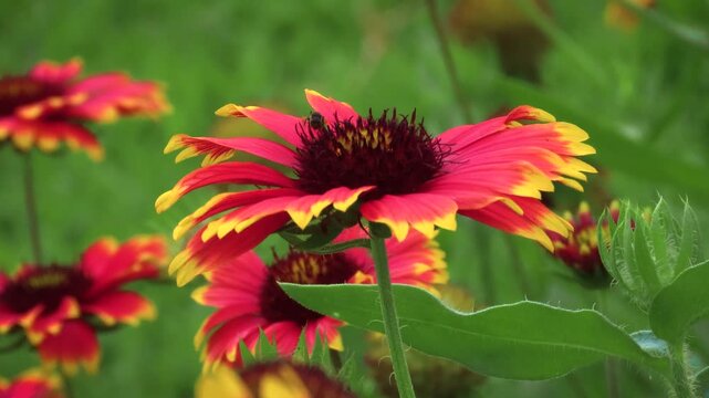 Honeybee pollination red and yellow flowers.