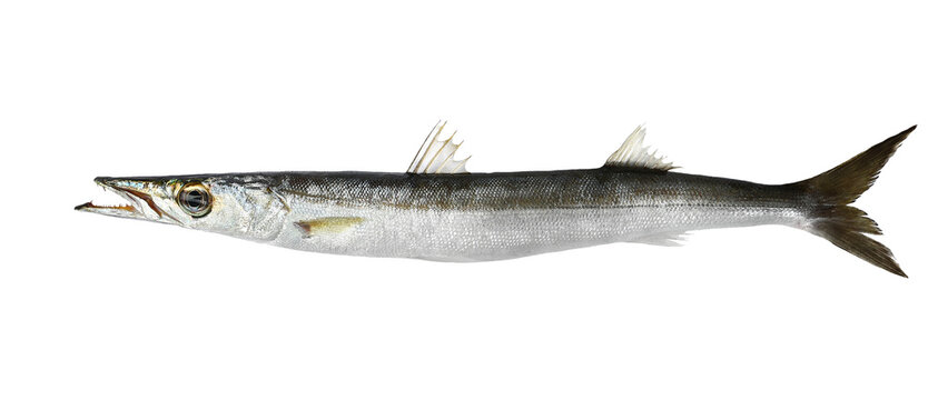 European or Mediterranean barricade fish, sphyraena sphyraena isolated white background