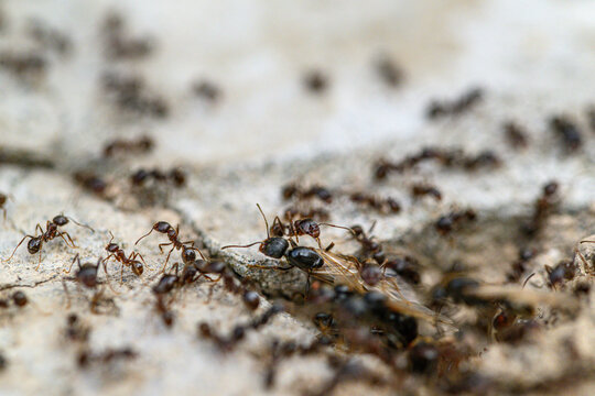 Close-up of ants working together on textured surface