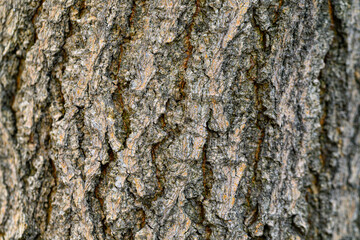Fototapeta premium Textured tree bark with rugged, cracked surface in earthy tones