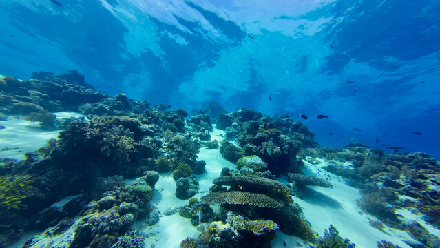 Sunlight illuminates a vibrant tropical coral reef underwater. Clear blue ocean reveals marine life, sandy seabed and colorful corals in a peaceful aquatic landscape.