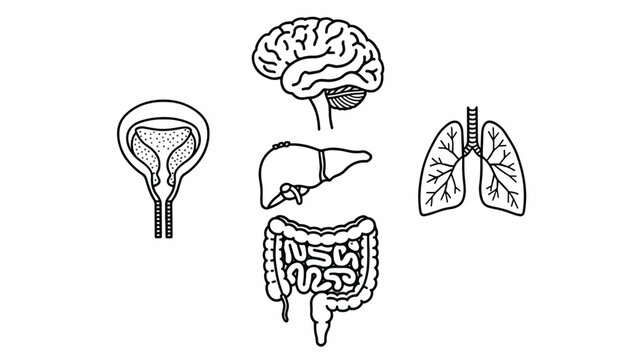 Human Internal Organs Anatomy Illustration.