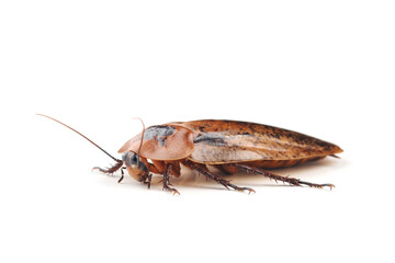 Fototapeta premium Giant peppered cockroach (Archimandrita tesselata) isolated on white background