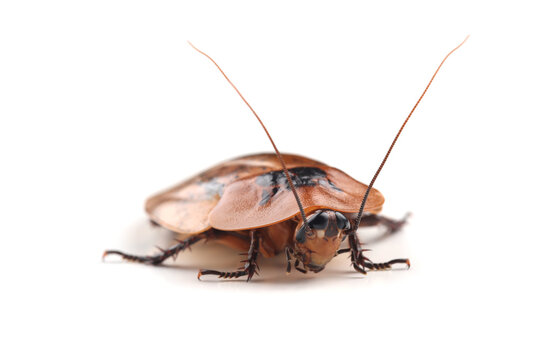 Giant peppered cockroach (Archimandrita tesselata) isolated on white background