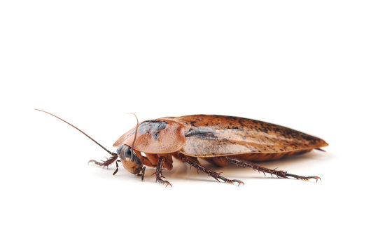 Giant peppered cockroach (Archimandrita tesselata) isolated on white background