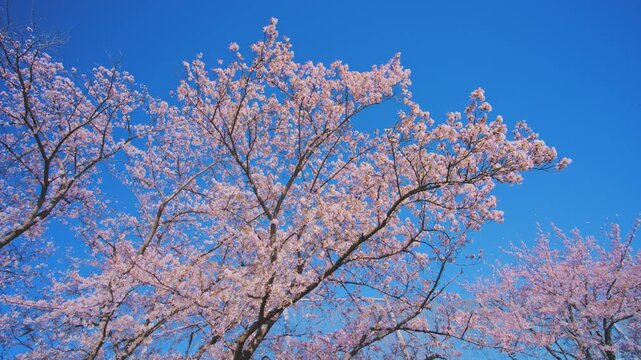 4K スローモーション　日本の春の風景、多摩川沿いの美しい桜並木と桜吹雪