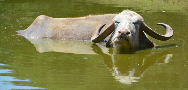 The water buffalo (Bubalus bubalis), also called the domestic water buffalo or Asian water buffalo, is a large bovid originating in the Indian subcontinent and Southeast Asia. 
