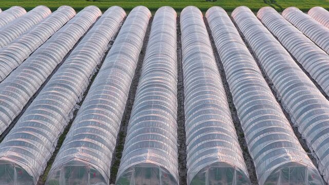 Greenhouse (Polytunnel) in Germany to produce strawberrys