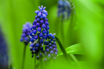 Fototapeta premium Close-up of grape hyacinth flowers with lush green leaves