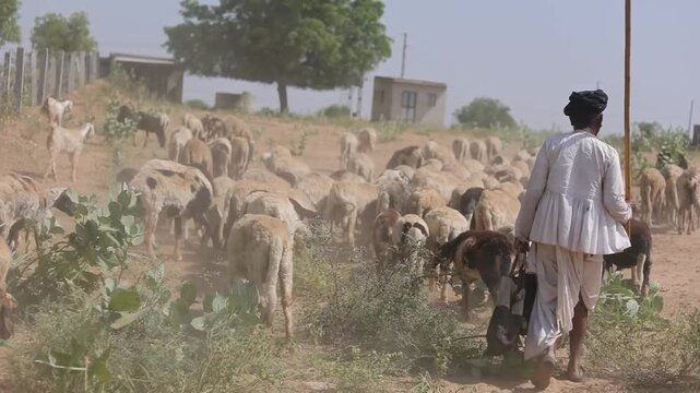 Traditional Indian shepherd guides sheep and goats through a dusty rural village landscape, showcasing authentic pastoral life, livestock farming, grazing animals, and countryside culture.