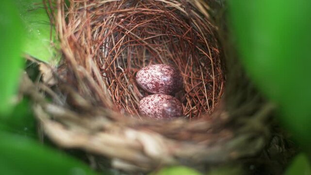 Macro view of a small bird nest containing two speckled eggs surrounded by green leaves. Peaceful wildlife scene symbolizing nature, new life, nesting season, and fragile ecosystems.