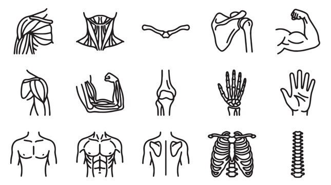 Human anatomy line icons set, 15 medical vector elements of muscles and bones, skeletal system and muscular structure diagrams for healthcare