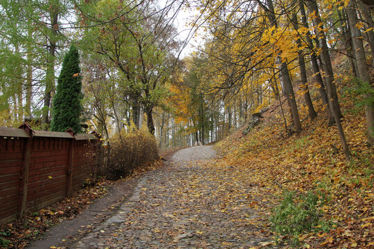 autumn in the park