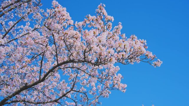 4K スローモーション　日本の春の風景、多摩川沿いの美しい桜並木と桜吹雪