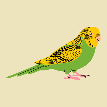 Colorful Budgerigar Parakeet Illustration
