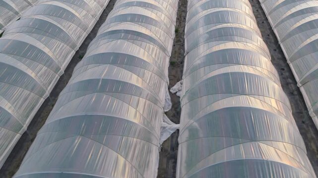 Greenhouse (Polytunnel) in Germany to produce strawberrys
