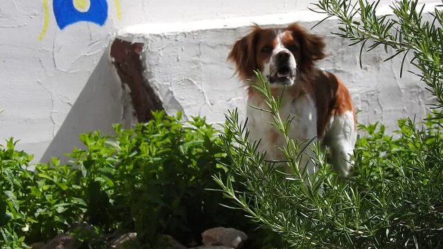 Cane Spaniel breton
