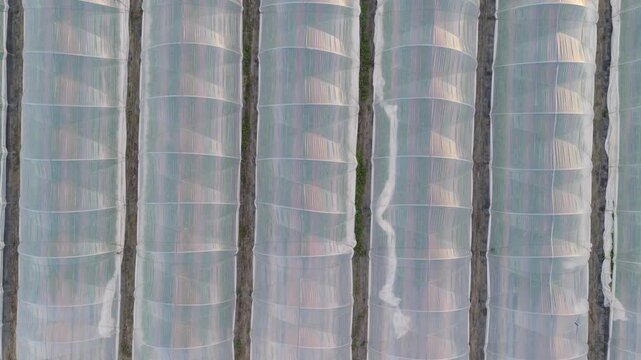 Greenhouse (Polytunnel) in Germany to produce strawberrys