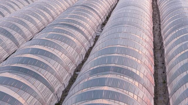 Greenhouse (Polytunnel) in Germany to produce strawberrys