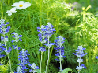 Obraz premium Blue Salvia has elongated flower stalks with small, dark purple flowers that contrast beautifully with its bright green leaves. Trunk is covered with fine, silvery-gray hairs. Flower means 
