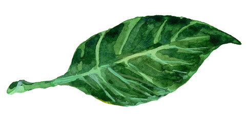 Watercolor green lemon leaf isolated on transparent background. Vibrant Mediterranean citrus foliage branch element clipart for summer botanical design, kitchen, pattern creator. © Елена Фаенкова