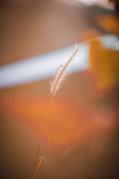 Close up of a wild grass flower under warm golden sunlight