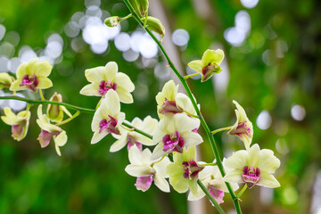 A branch with orchid flowers of hybrid white and green Dendrobium with a purple center against blurred green background. Selective focus © Вера Тихонова