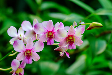 A branch with soft pink flowers of the Dendrobium orchid against blurred green background © Вера Тихонова