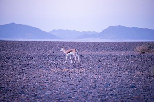 A graceful Springbok crossing the red dunes of Sossusvlei in Namibia, adapted to the harsh beauty of the desert landscape.