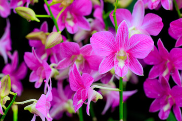 Close-up of pink with purple veins Dendrobium flowers against dark foliage. Hybrid orchid variety with dark pink or purple flowers collected in clusters. Selective focus © Вера Тихонова
