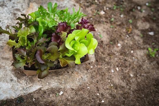 Assortment of young salad seedlings in a box. Background for seasonal gardening. Horizontal close-up.
