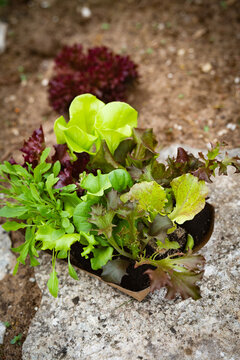 Assortment of young salad seedlings in a box. Background for seasonal gardening. Vertical close-up.