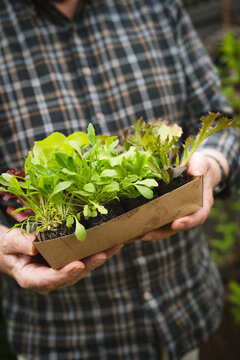 Hands holding an assortment of young salad seedlings in a box. Vertical background for seasonal gardening. Close-up.