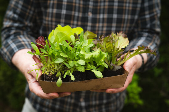 Hands holding an assortment of young salad seedlings in a box. Background for seasonal gardening.
