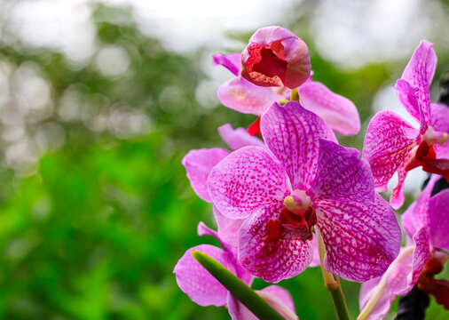 Pink with purple speckles flower Papilionanda Orchid against blurred background with copy space. Orchid hybrid created by crossing members of the Papilionanthe and Vanda